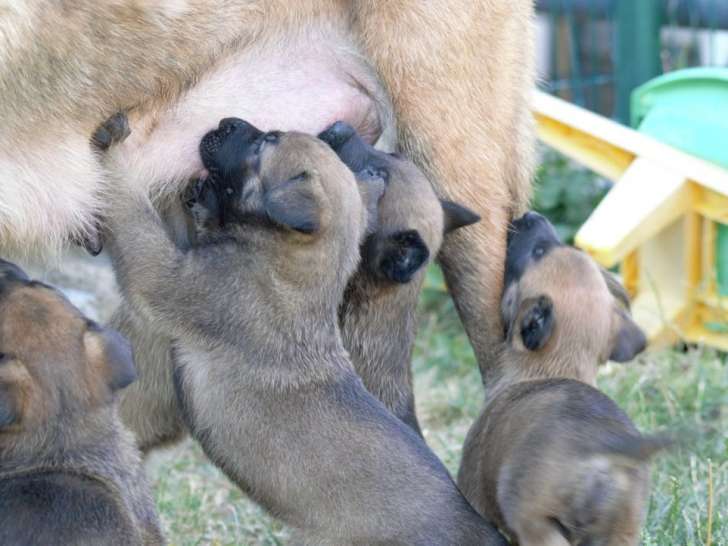 6 chiots Bergers Belges Malinois LOF à réserver