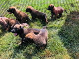 6 chiots Bergers Belges Malinois LOF à réserver