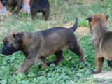 6 chiots Bergers Belges Malinois LOF à réserver