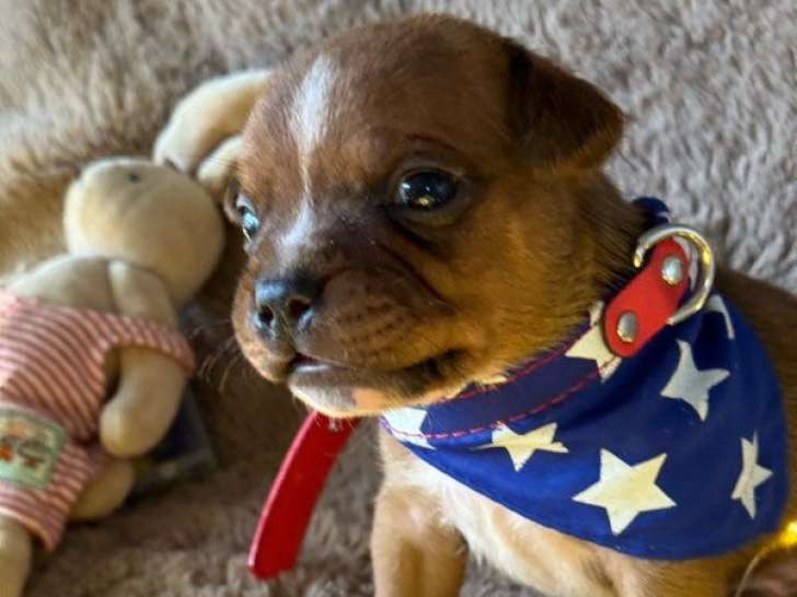 9 chiots Staffordshire Bull Terriers LOF à réserver