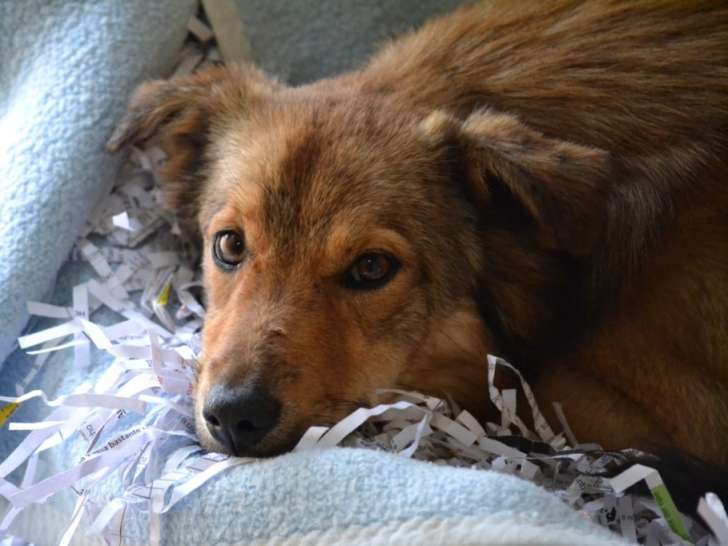 Flor, jeune chienne de 6 mois à adopter en association