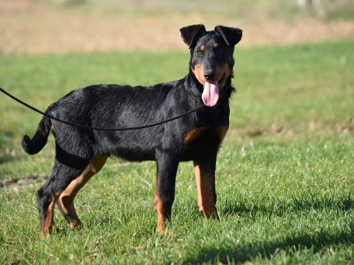 1 chiot mâle Beauceron LOF à vendre, né en juin 2025