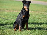 1 chiot mâle Beauceron LOF à vendre, né en juin 2025