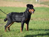 1 chiot mâle Beauceron LOF à vendre, né en juin 2025