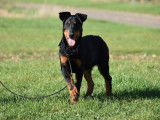1 chiot mâle Beauceron LOF à vendre, né en juin 2025