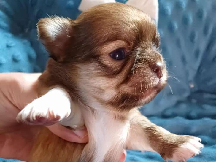 Magnifiques chiots Chihuahuas à vendre