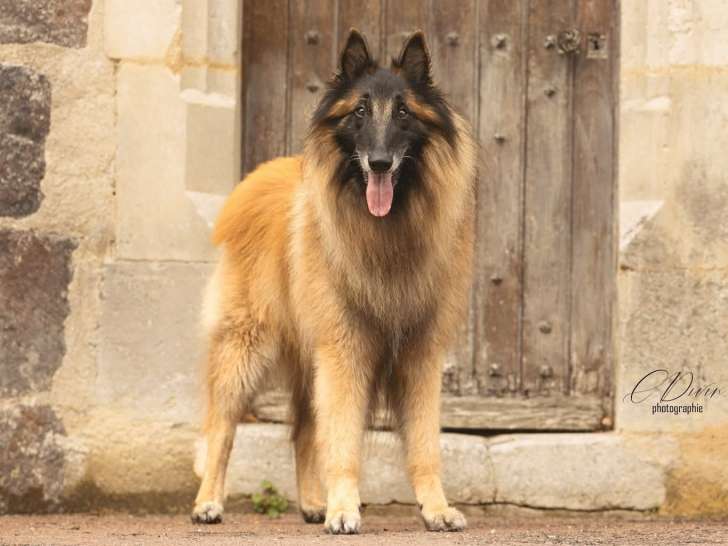 Mâle Berger Belge Tervueren disponible pour saillie