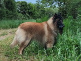 Mâle Berger Belge Tervueren disponible pour saillie