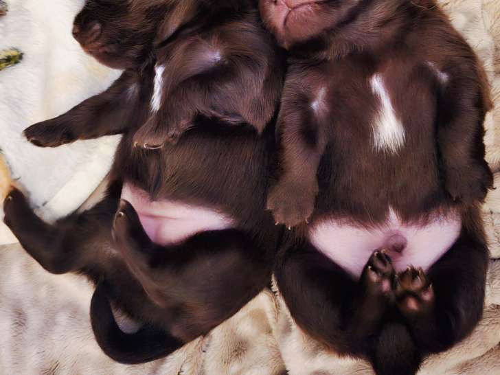 Chiots de race Chihuahua à vendre (1 femelle & 1 mâle)