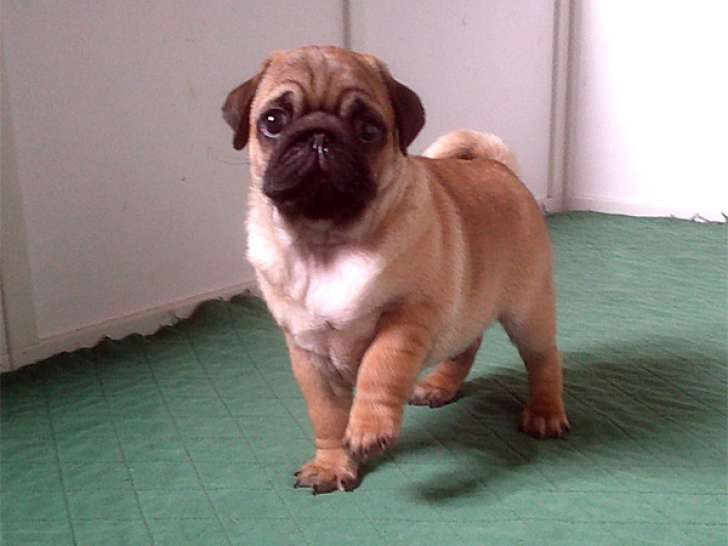 Chiot Carlin à vendre