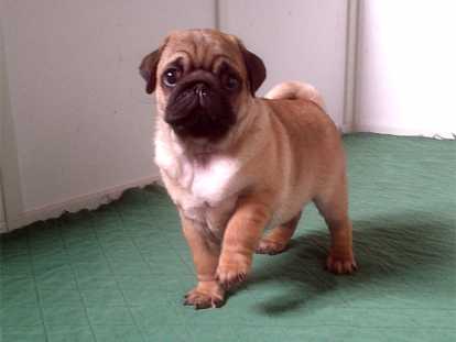 Chiot Carlin à vendre