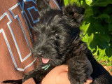 5 chiots Scottish Terriers LOF à vendre