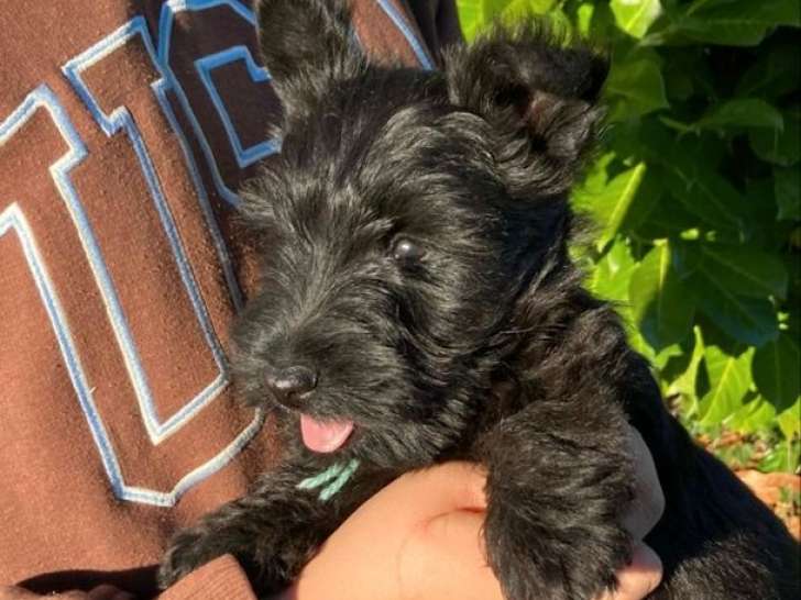 5 chiots Scottish Terriers LOF à vendre
