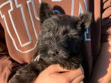 5 chiots Scottish Terriers LOF à vendre