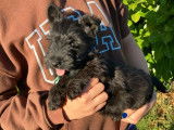 5 chiots Scottish Terriers LOF à vendre