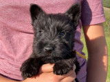 5 chiots Scottish Terriers LOF à vendre