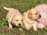 12 chiots Golden Retrievers LOF à vendre