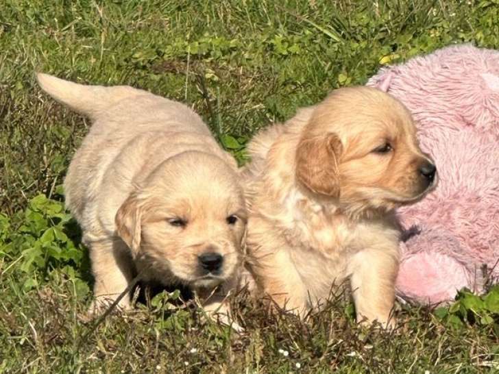 12 chiots Golden Retrievers LOF à vendre