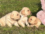 12 chiots Golden Retrievers LOF à vendre