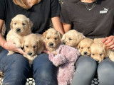 12 chiots Golden Retrievers LOF à vendre