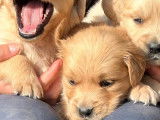 12 chiots Golden Retrievers LOF à vendre