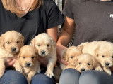 12 chiots Golden Retrievers LOF à vendre