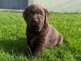 8 chiots Labradors Retrievers LOF à réserver