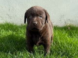 8 chiots Labradors Retrievers LOF à réserver