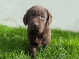 8 chiots Labradors Retrievers LOF à réserver