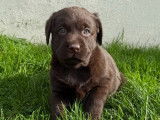 8 chiots Labradors Retrievers LOF à réserver