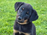 4 chiots Beaucerons LOF à vendre, nés en août 2025