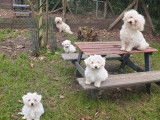5 chiots Bichons Frisés LOF, d’octobre 2025, à réserver