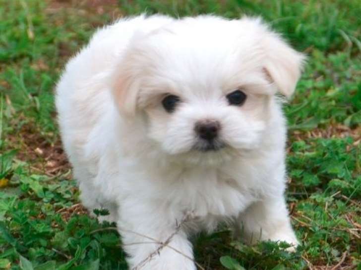 1 chiot femelle Bichon Maltais LOF à vendre