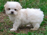 1 chiot femelle Bichon Maltais LOF à vendre