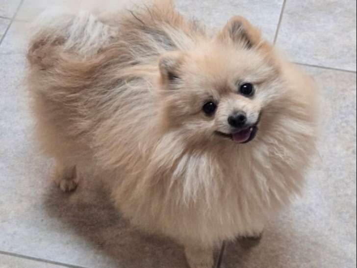 1 chien Spitz Nain LOF à vendre, né en septembre 2024