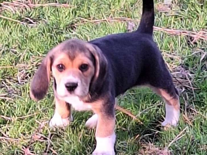 3 chiots Beagles LOF à vendre, nés en août 2025