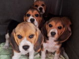 3 chiots Beagles LOF à vendre, nés en août 2025