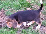 1 chiot mâle Beagle non-LOF à vendre