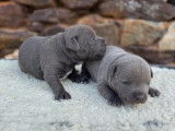 2 chiots Staffordshire Bull Terriers LOF à réserver