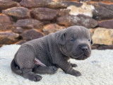 2 chiots Staffordshire Bull Terriers LOF à réserver