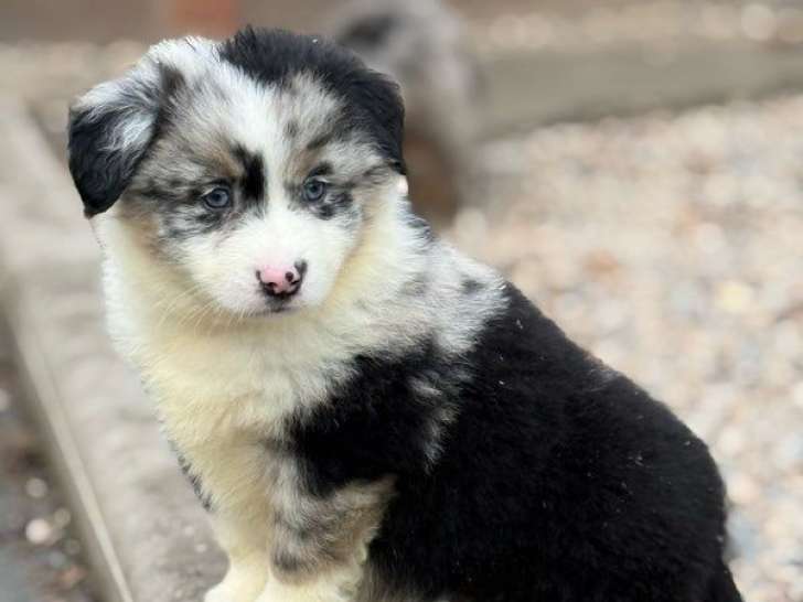 Des chiots Bergers Américains Miniatures LOF à vendre