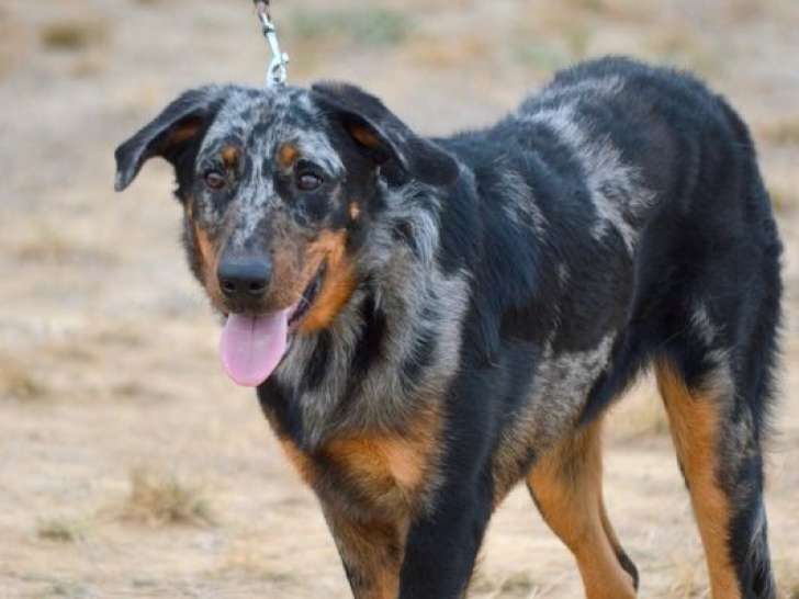 1 chienne Beauceron LOF à vendre, née en 2022