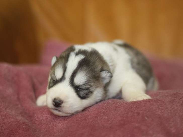 1 chiot mâle Pomsky LOF à réserver