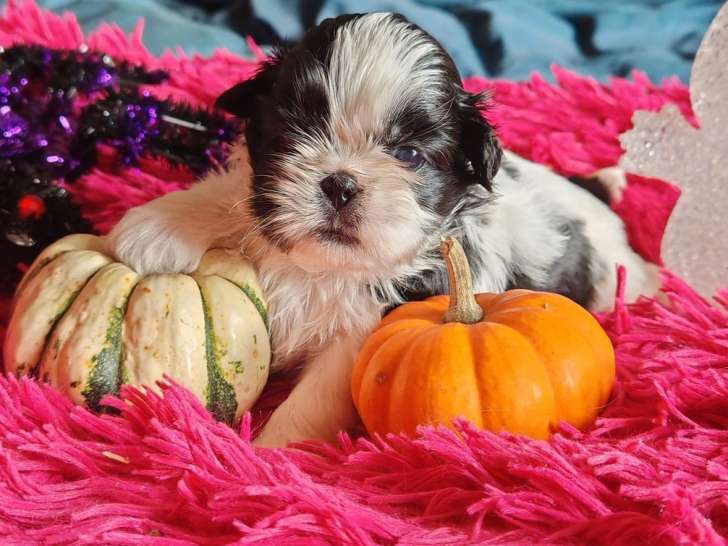 3 chiots Shih Tzu LOF à réserver, nés en septembre 2025