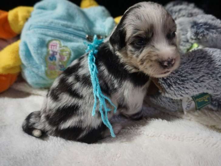 6 chiots mâles Bergers Américains Miniatures LOF à réserver