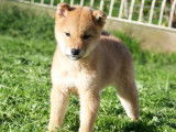 2 chiots Shiba Inus LOF, de juillet 2025 à vendre