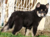 2 chiots Shiba Inus LOF, de juillet 2025 à vendre