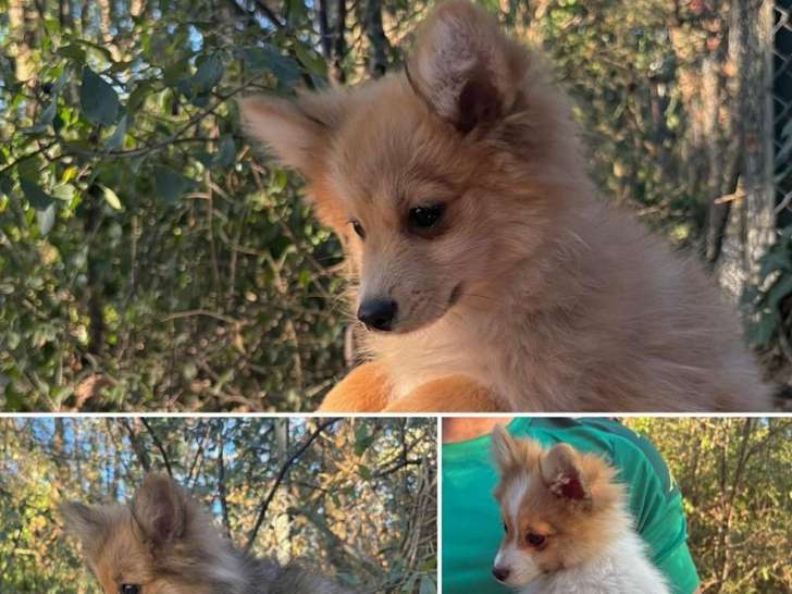 4 chiots Spitz Allemands LOF à vendre, nés en juin 2025