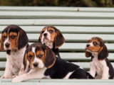 Des chiots Beagles LOF à réserver