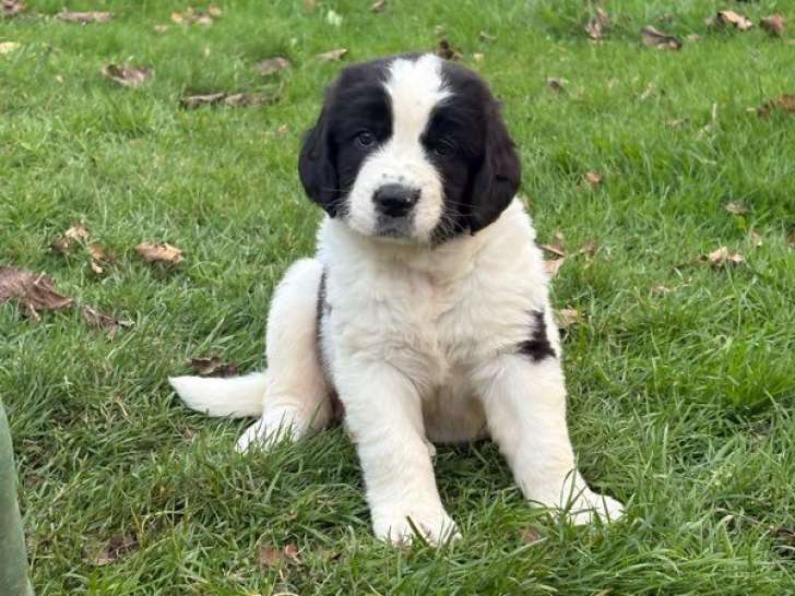 3 chiots Landseers LOF à réserver